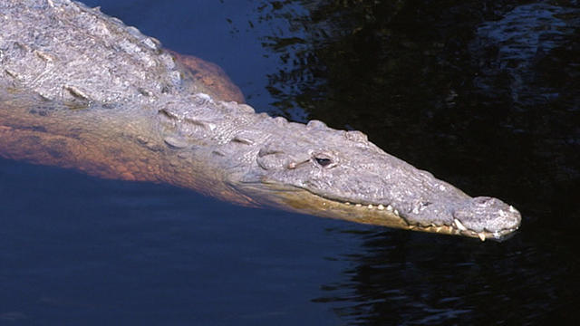 everglades-national-park-resident-promo.jpg 