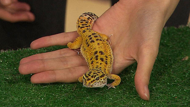 maebe gecko sanctuary pet parade 
