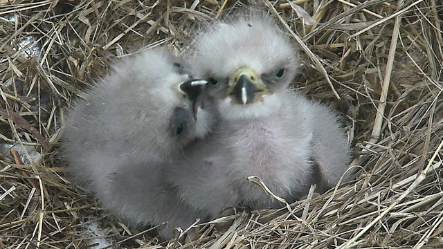 3-20-eaglets.jpg 