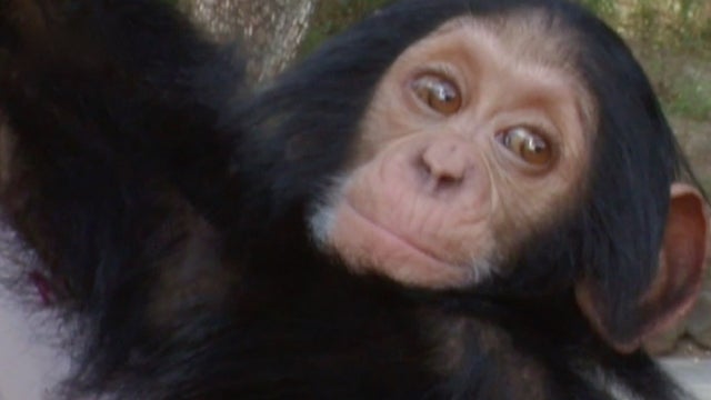 chimpanceafricamsafari.jpg 