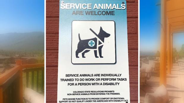 SERVICE DOGS animals 