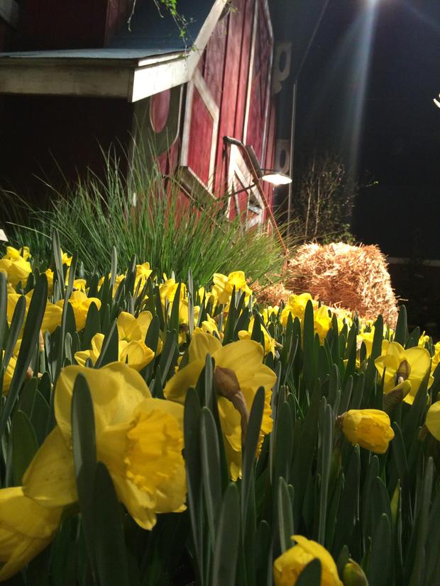 Midwest Floral Scene At The 2016 Macy's Flower Show 
