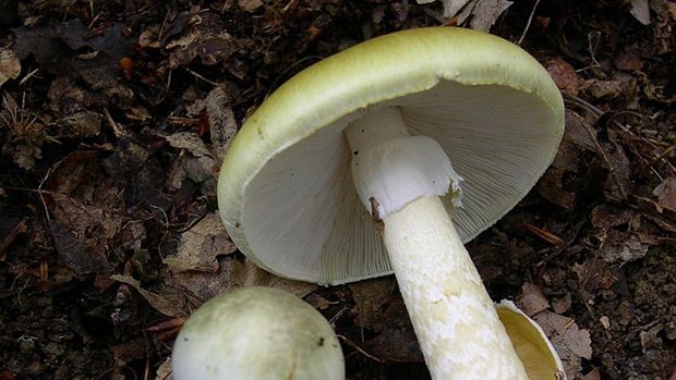 death-cap-mushroom-amanita_phalloides.jpg 