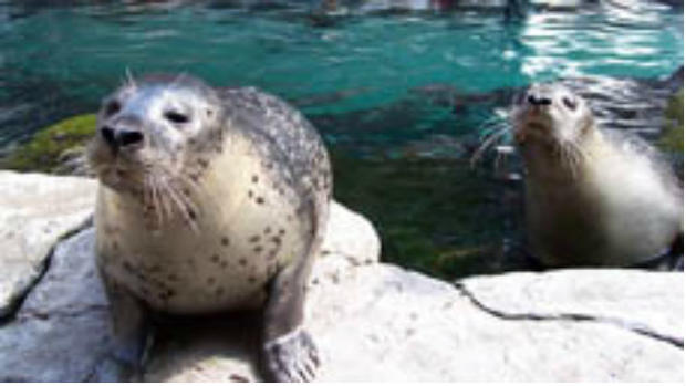 New England Aquarium Seals 