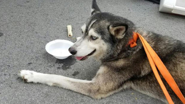 Dog Rescued - Tundra 