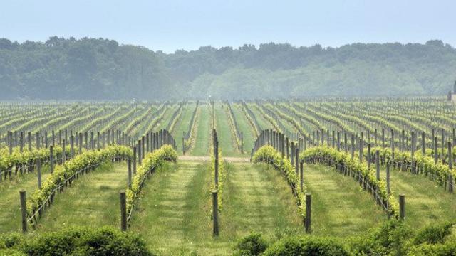 macari-vineyards.jpg 