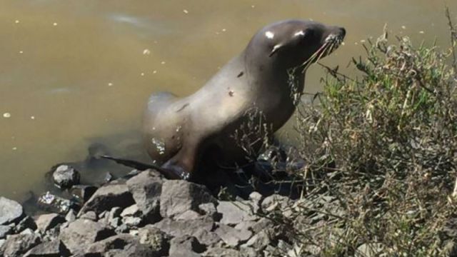 seal-hwy-37.jpg 