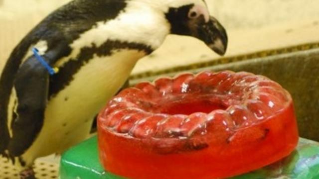 penguin-at-saginaw-childrens-zoo-credit-zoo-facebook1.jpg 