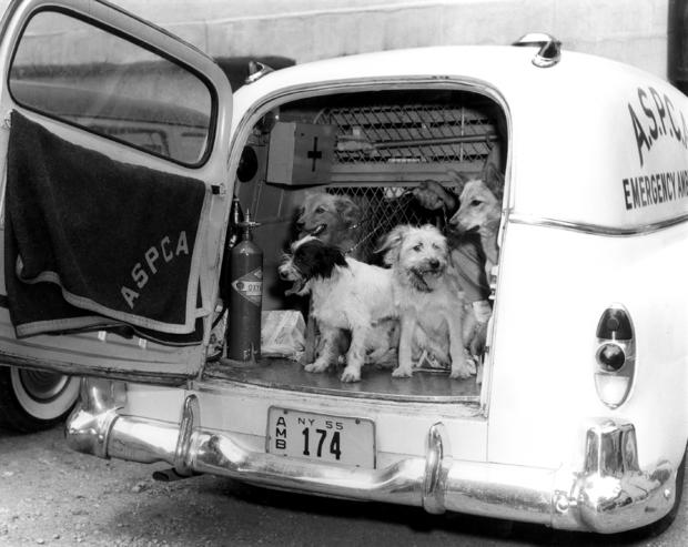 Dogs in ASPCA Ambulance 