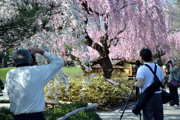 Cherry Blossoms BBG 