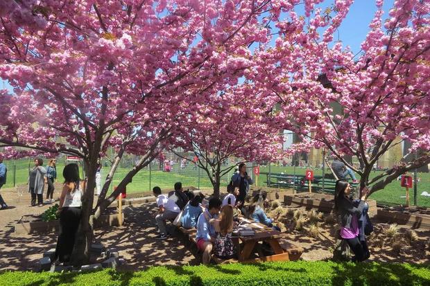 Randall's Island Cherry Blossom Fest 