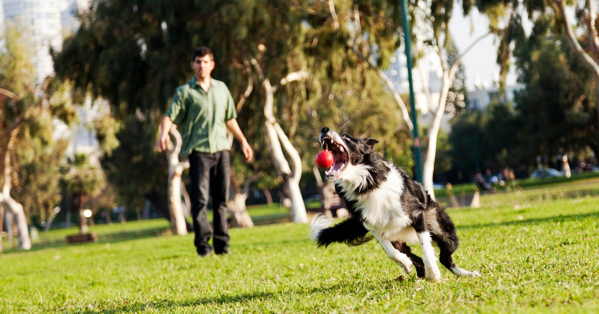 Puppies that socialize with human beings, other animals, are healthier, analyze located Puppies that socialize with human beings, other animals, are healthier, analyze located
