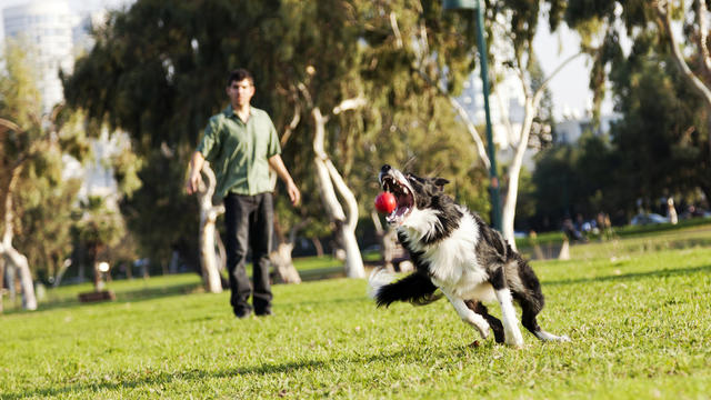 dog-catches-ball.jpg 