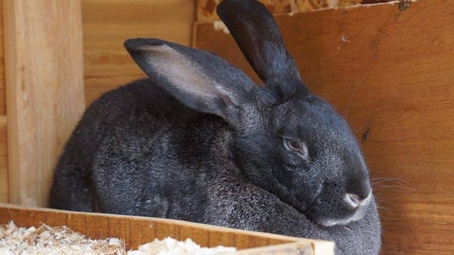rabbit.jpg 