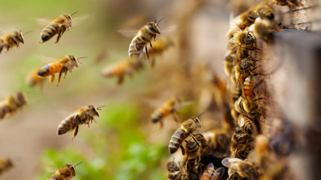 bees-swarm.jpg 
