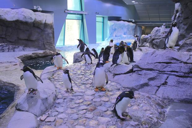 penguins-in-habitat-1-jennie-miller.jpg 