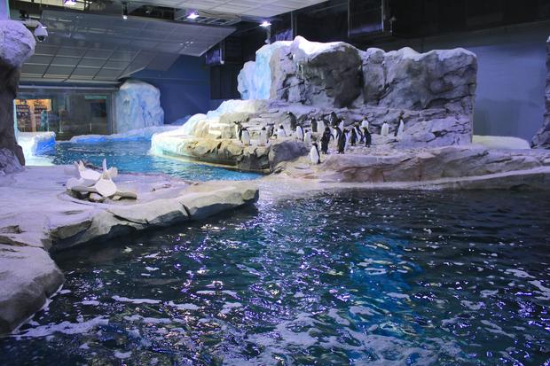 penguins-in-habitat-3-jennie-miller.jpg 