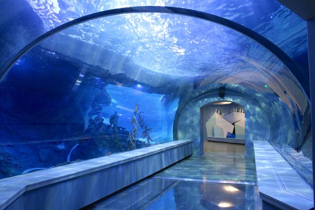 acrylic-underwater-tunnel-jennie-miller.jpg 