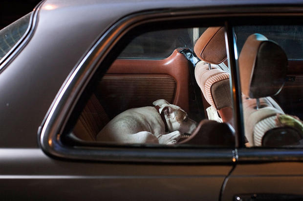 dogs-in-cars-bones2-by-martin-usborne.jpg 