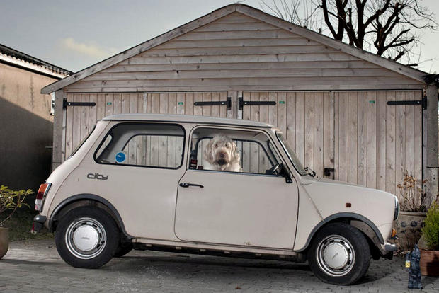 dogs-in-cars-boris-by-martin-usborne.jpg 