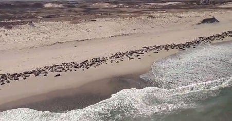 Hundreds of seals take over beach in Cape Cod CBS News
