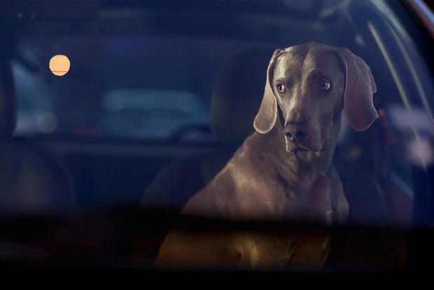 dogs-in-cars-hector-by-martin-usborne.jpg 