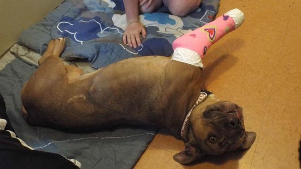 Martha rescued Petaluma dog 