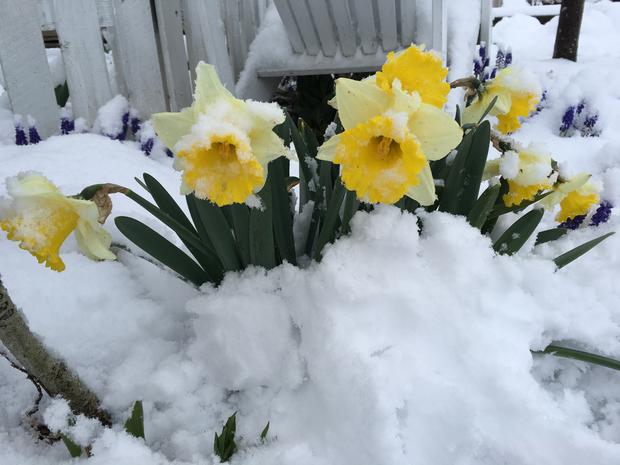 daffodil-defiance-fc-dennis-anderson.jpg 