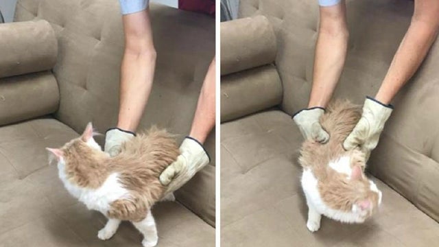 ea590723-0bb3-4248-813d-007e2c5a81c8-large16x9couchcat.jpg 
