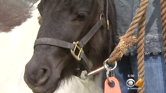horse.jpg 