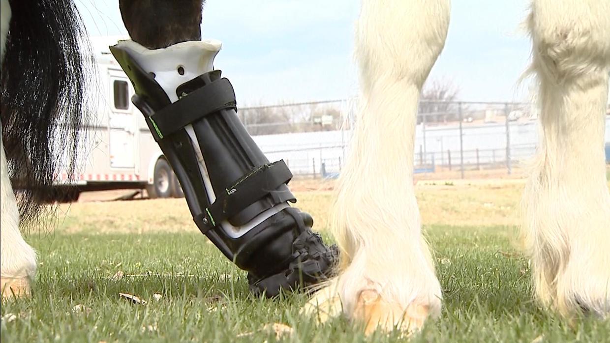 Miniature Horse Heads Home After Receiving Prosthetic Limb At CSU - CBS ...