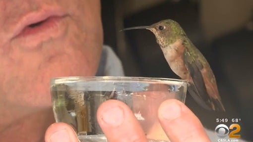 hummingbird2.jpg 