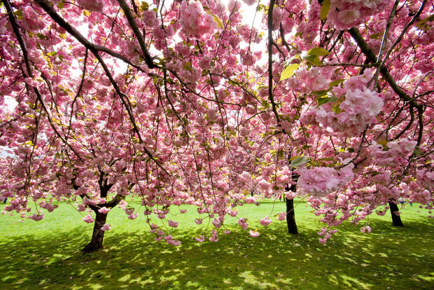 CherryBlossoms 
