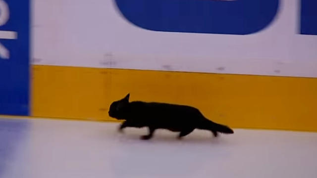 cat-ice.jpg 