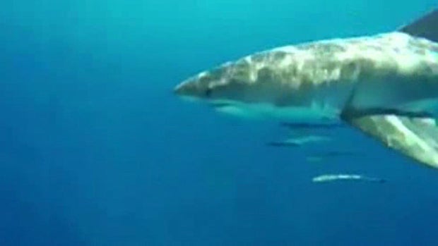 ​A great white shark swims close to two teens fishing off the Florida coast in this screen capture of a video they provided to CBS Miami. 