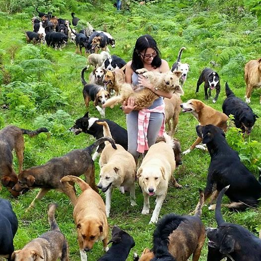 Territorio de cheap zaguates dogs