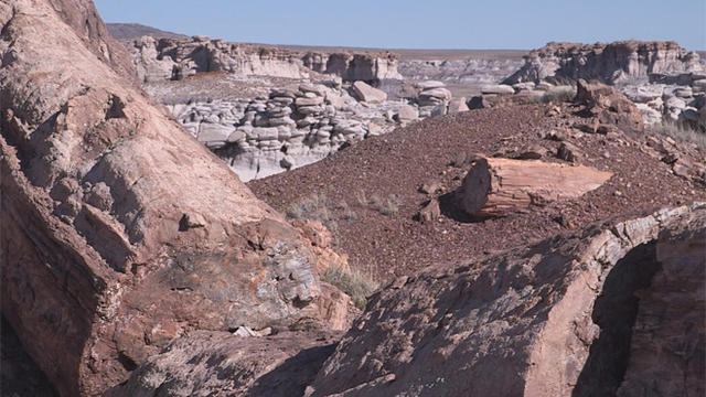 petrified-forest-national-park-scene-promo.jpg 