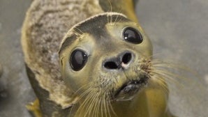 seal4.jpg 