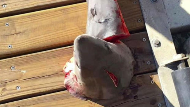 A shark carcass is seen on a dock in Newport Beach, California, on May 7, 2016, in this photo Clay Kirksey provided to CBS Los Angeles. 