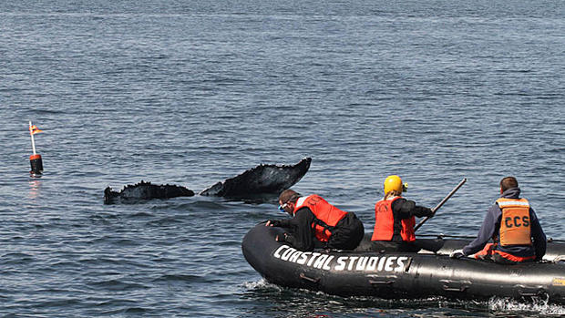 Humpback Whale Cape Cod Bay 