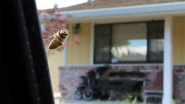 beeswarm-vanwindowecu.jpg 