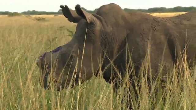 ​A dehorned rhino is seen at the Phinda Game Reserve in South Africa 
