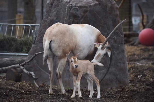 Baby Oryx 