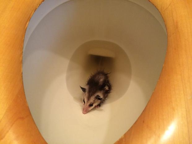 baby opossum 