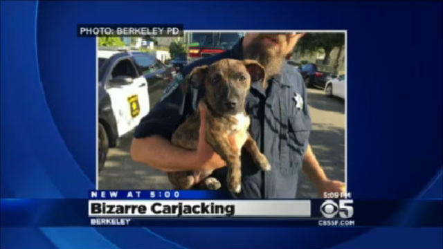 berkeley-carjacking-puppy-dog.jpg 