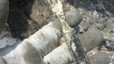 19thcenturyfork.jpg 