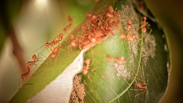 Ants nest of green leaves, red tailor ants, oecophyila smaragdine, India 