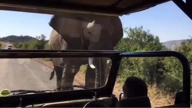 arnold-elephant-encounter.jpg 