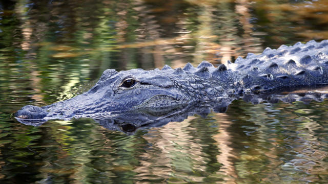 An alligator floats during a practice round of the 94th PGA Championship at the Ocean Course on Aug. 8, 2012, in Kiawah Island, South Carolina. 