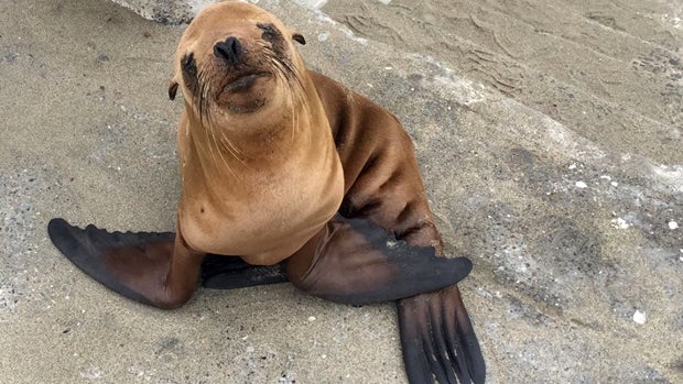 San Francisco police officers helped rescue a baby sea lion that they named "George Bison" from a stairwell at the city's Ocean Beach May 30, 2016. 